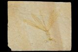 Fossil Dragonfly (Tharsophlebia?) - Solnhofen Limestone #175099-1